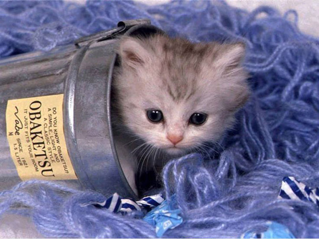 Petit chat dans un pot en zinc
Little cat in a zinc pot
© Photo under Copyright